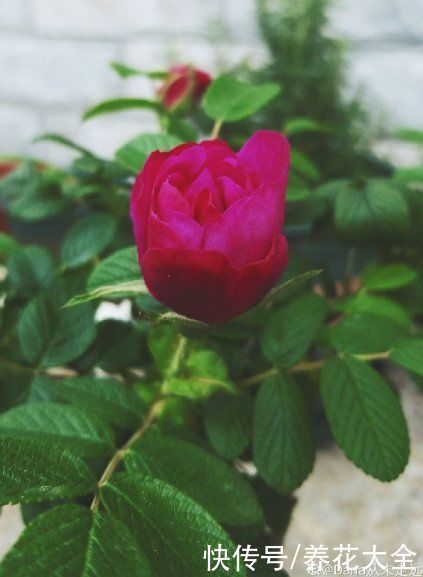 老中医爱养的4种花,堪称植物“百宝箱”,养人养身心