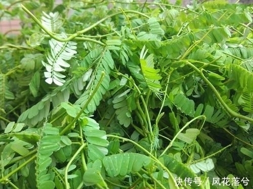 了请|农村这种野草,村里人眼里的“恶草”却用处多,遇到了请手下留情