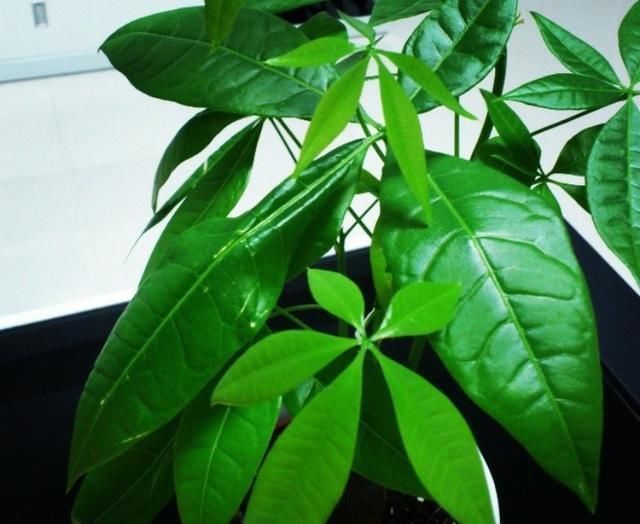 发财树|这“3种花”,“病菌”全都怕,养一盆在家,大人孩子少生病