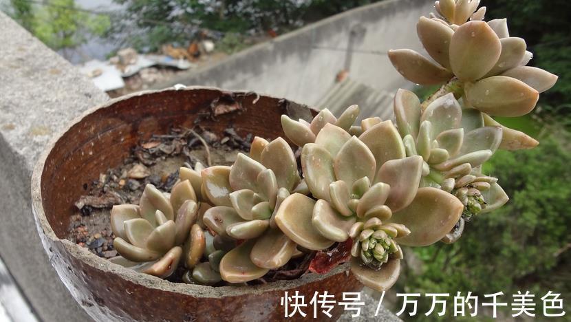 爆盆|适合新人养殖的5款多肉,它们好看又易爆盆,拿来练手正好