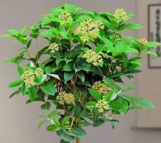湿润|秋天了，快来入手5种盆栽植物，养在家里吉祥又漂亮