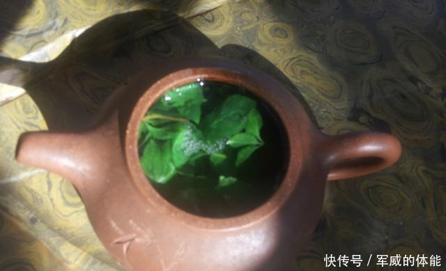 薄荷养死两盆后,才明白的道理!薄荷养死两盆后,才明白的道理!