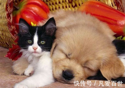 |搞笑动图:猫爪乱舞,别以为我好欺负!