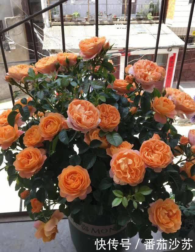 大花微月|都是月季,为啥这个品种尤其“优秀”,适合阳台党盆栽?