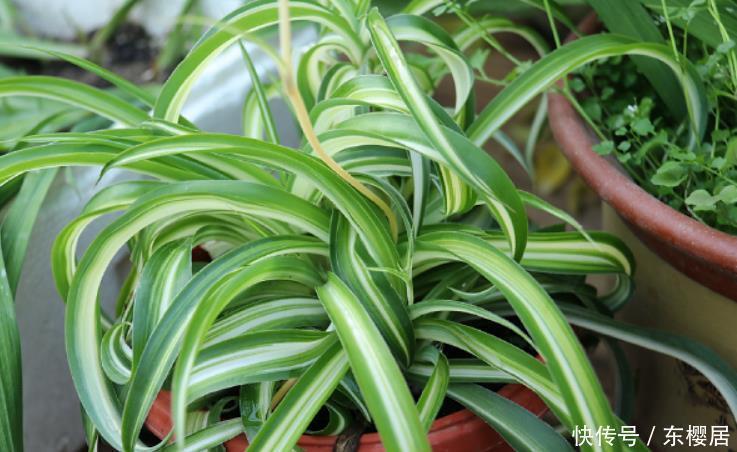 初学养花记住“先懒后勤”4个字，买花换盆后很实用，缓苗很快速