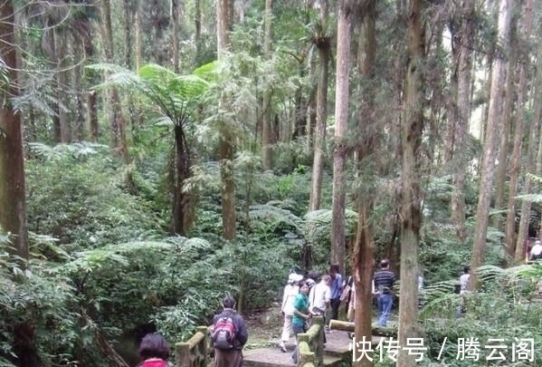 树冠如巨伞，极具观赏，堪称“蕨类之王”，非常稀罕，遇见请保护