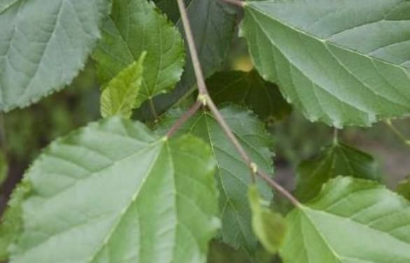  细腻|此物天然“止咳药”，每天坚持泡水喝，止咳效果好，皮肤细腻光滑