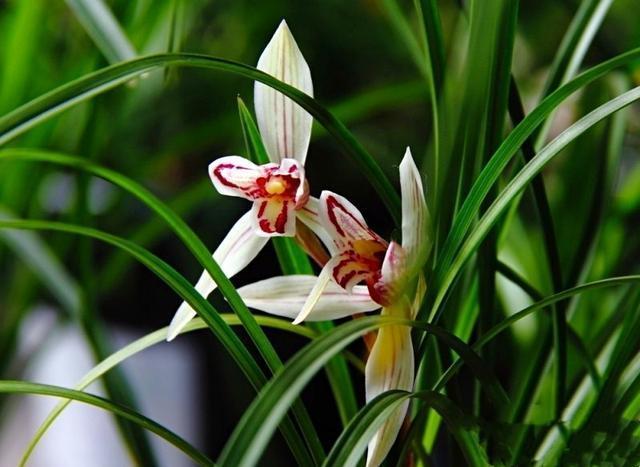 用淘米水浇兰花,把兰花浇死了是怎么回事淘米水可以浇兰花吗