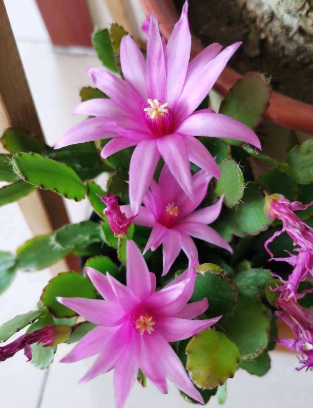 病因|蟹爪兰不开花，叶子还发蔫褶皱该怎么办摸清病因，轻松治愈