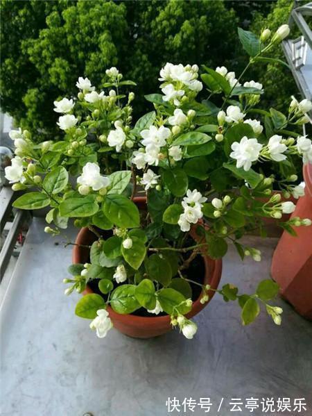 茉莉花|养好茉莉花,学会这4招,一年能开好几茬,比栀子花还香、还漂亮