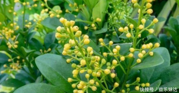 比香水还好闻的3种花,漂亮又好养,春天开最旺,大家抢着买