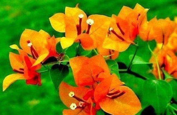 黄金万两|喜欢三角梅,不如养盆“精品”柠檬黄三角梅,金光灿灿,开花爆盆