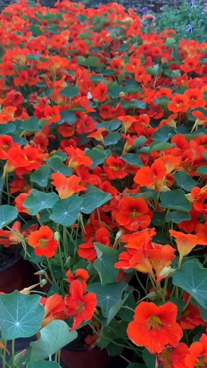 7种花要慎养,房前屋后都爬满,邻居有意见!