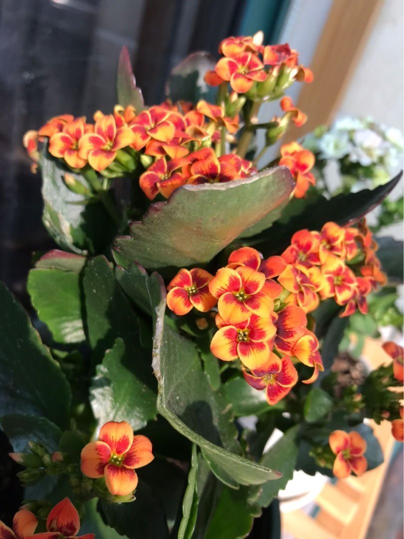 满盆|养花就得学会“捂”,用塑料袋捂一捂,冒出满盆花苞