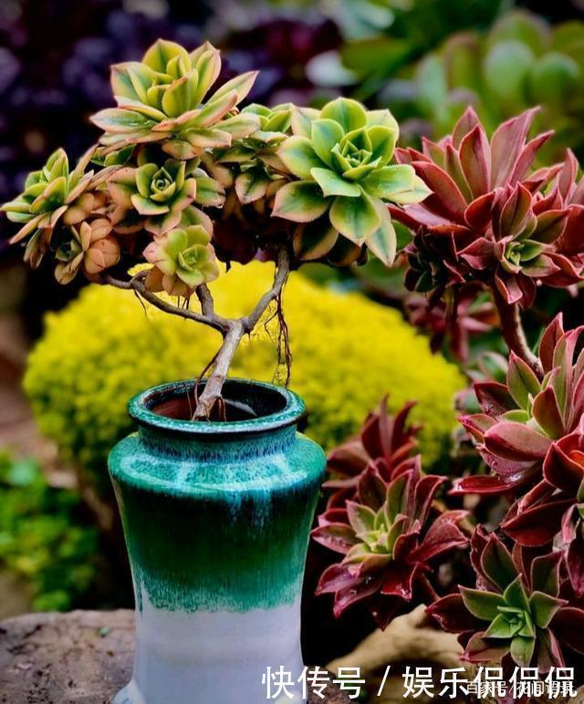 仙境|他痴迷养多肉,将500多盆多肉养出“高级感”,大家都夸美如仙境