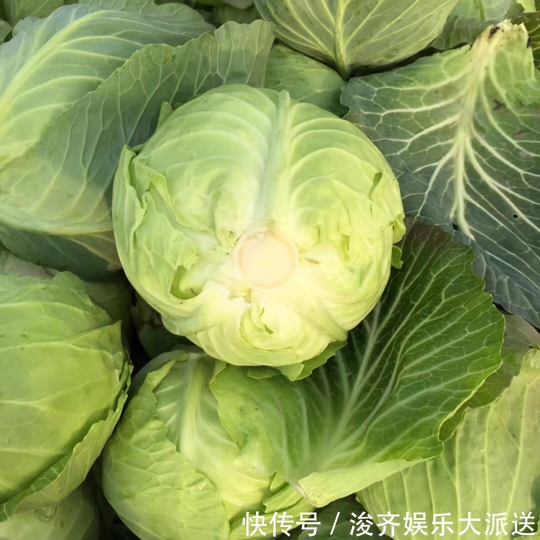 学会|做手撕包菜，直接下锅就错了！学会这一招，不发黑不油腻酸爽可口