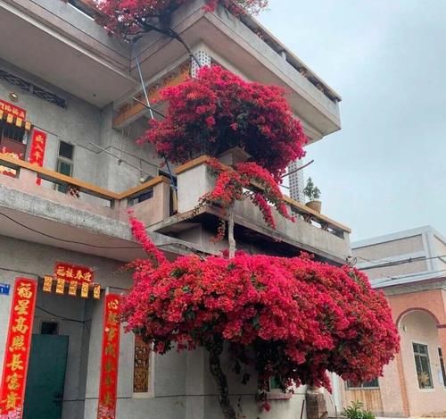 这三种花，一定要舍得晒，越晒越长花苞！