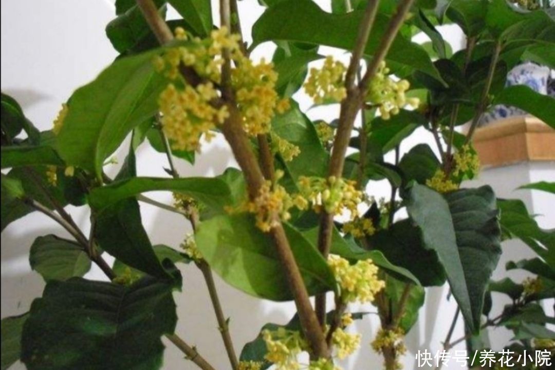 桂花|8月桂花正长花苞，给它用上1种肥，开花多，香味更浓