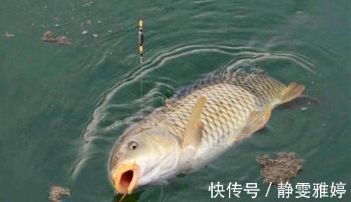 知识|涨知识:从鱼嘴的“朝向”说调漂,如何调漂中鱼率高?先看鱼嘴!