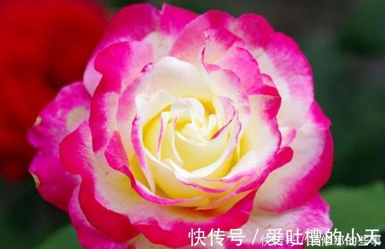 叶片|4种花养家里,福旺运旺财更旺,花开不断,还能旺财!