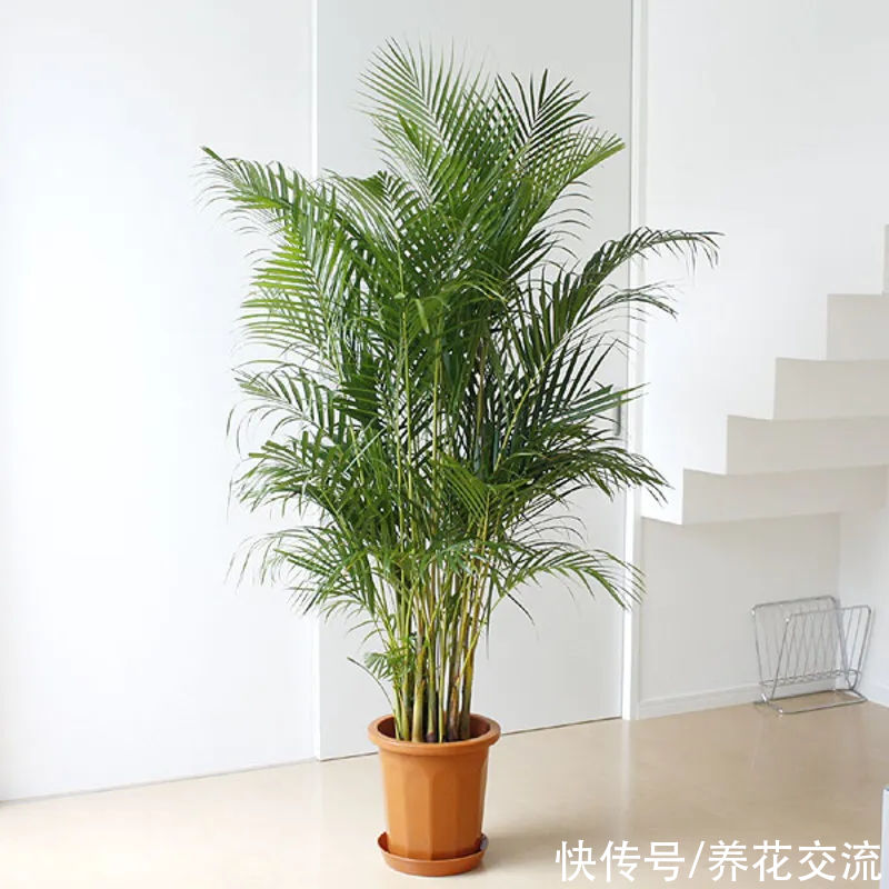 适合养在新家和办公室的5种净化绿植，养护难度低，适合园艺新手