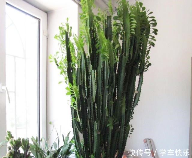 5种盆栽最怕冷,秋末赶紧搬屋里,不然冻成一坨“鼻涕”!