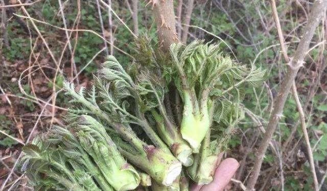  野菜|农村山上一种野菜，价格比肉贵，农民以前却拿来当柴禾烧，啥野菜