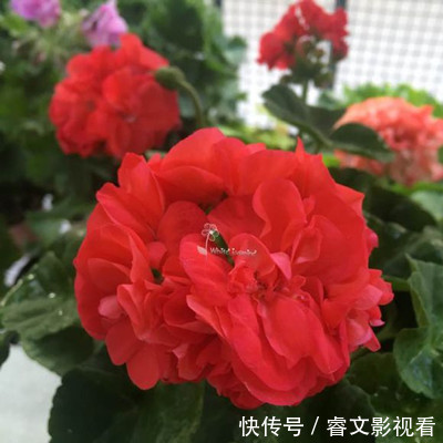 阳台种了30多种天竺葵,美不胜收,客人来了都舍不得走