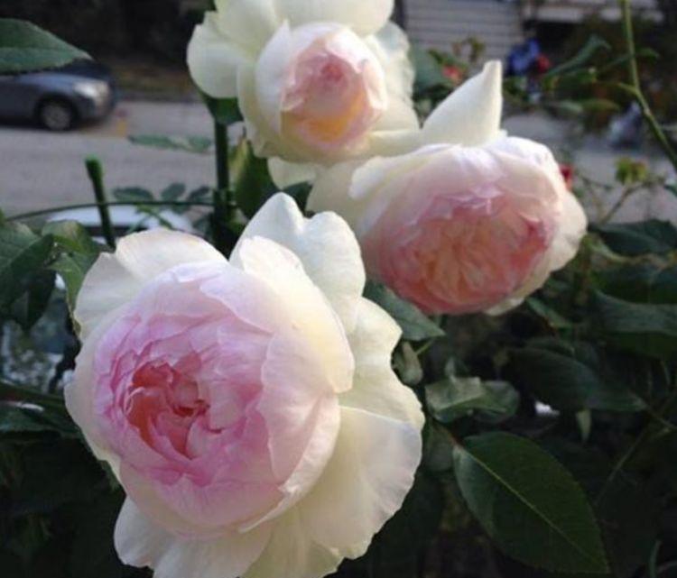 家里养上4种花,不见叶子只见花,花瓣层层叠叠超漂亮