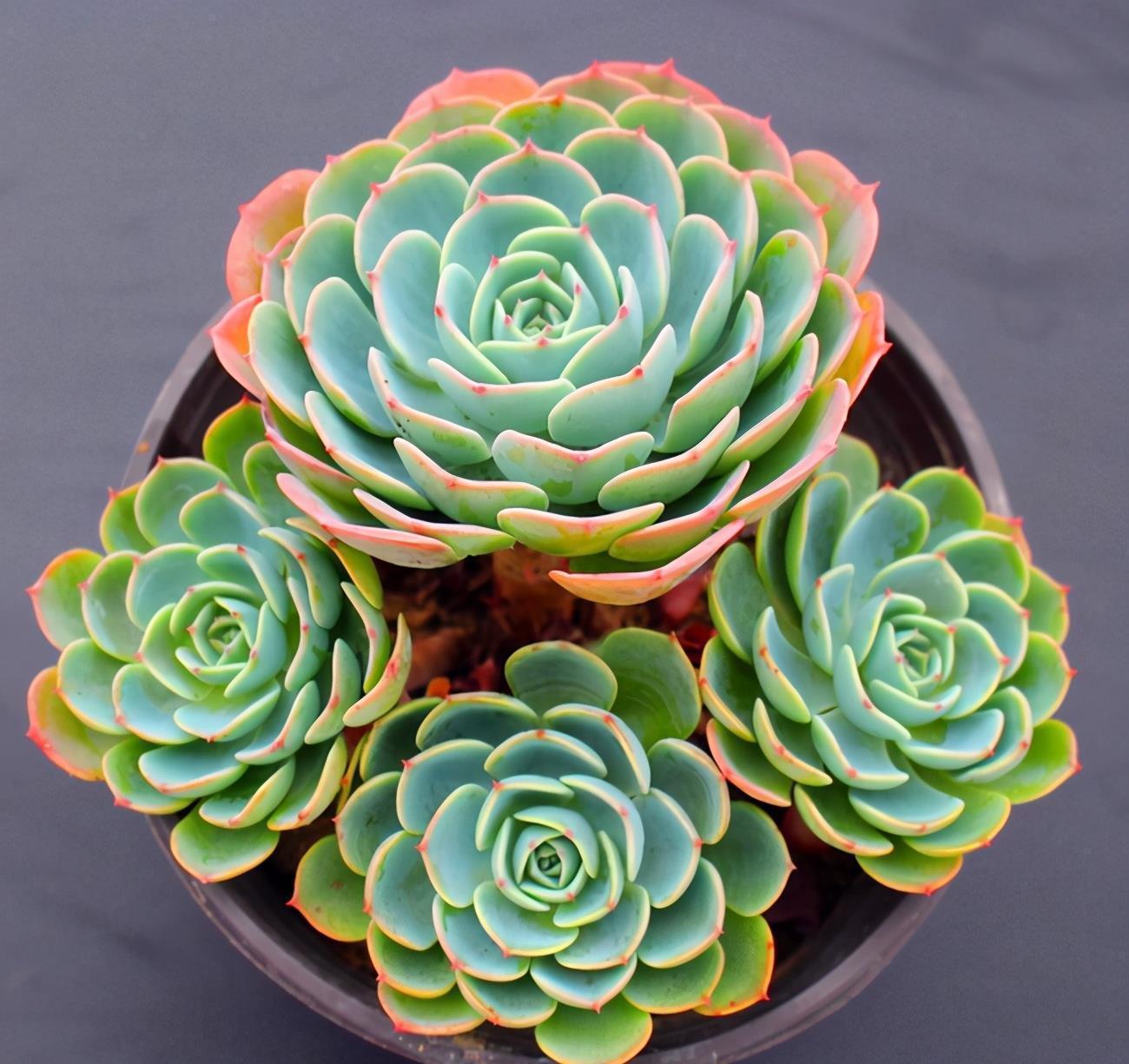 植株|盘点5种最不好养的多肉，各种问题多，花友慎入