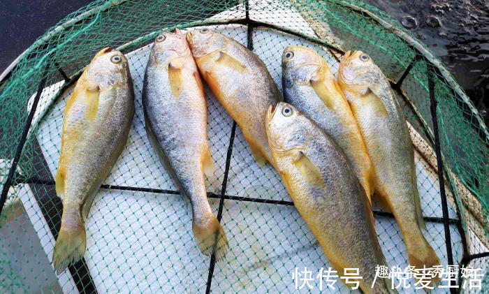 厨娘|秋天吃鱼，聪明人专挑此5种鱼，纯野生无法养殖，老板都夸你行家