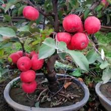 挂果|果树也能做“盆景”,1年挂果30个,养成“老桩”越来越值钱