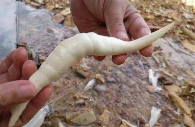 七旬老奶奶摆摊卖“大虫子”，大家都抢着买，识货大叔不多见了