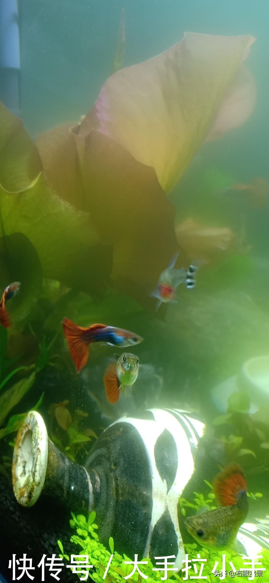 40厘米缸用w水草灯