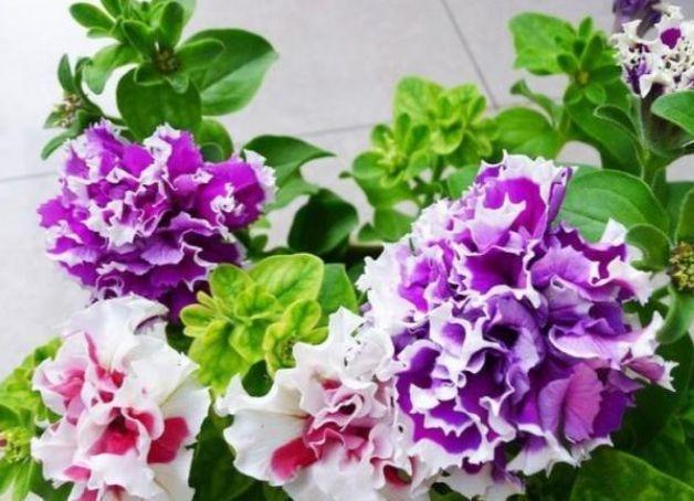 倾国倾城|阳台养上“4种花”,花色多、花期长,美得倾国倾城,绚丽多彩