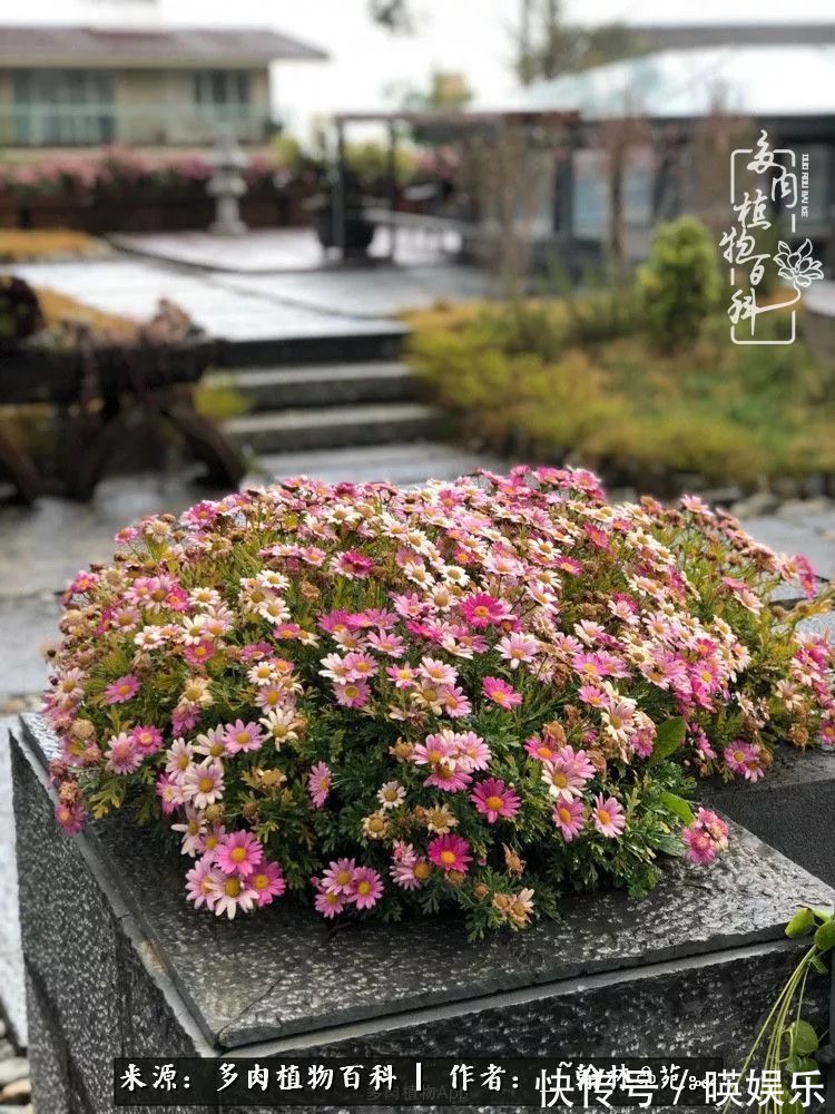 多肉花园梦青春正好,梦想趁早,别坐等自己变老!