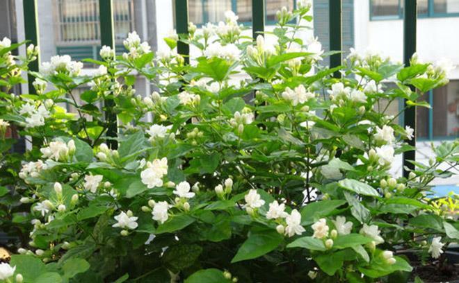 7种漂亮花,都是“醋罐子”,每月喝一碗,黄叶消失,花满枝头