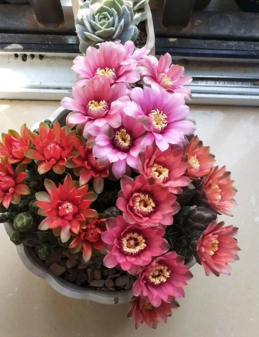 棒棒糖|从养花大神家，偷来3个爆花技巧，快学，24小时后删