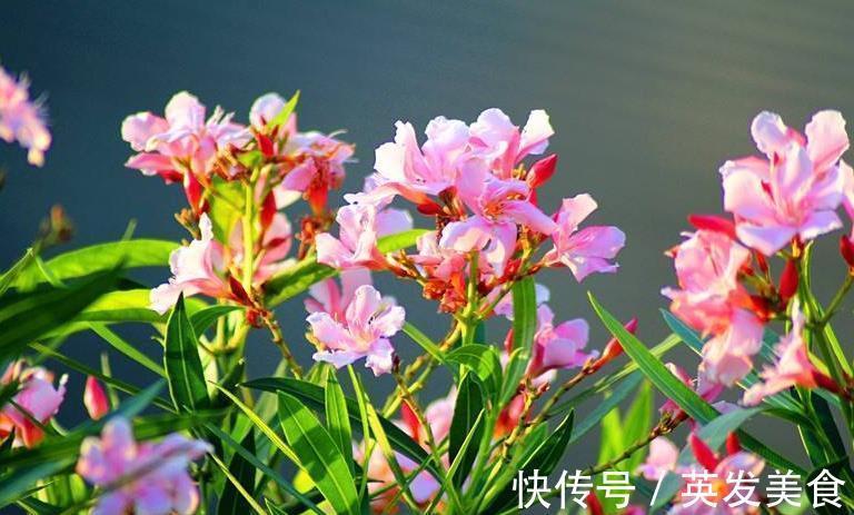 长势|让人怜惜的4种花,长势超快,全年开花,一年成花墙