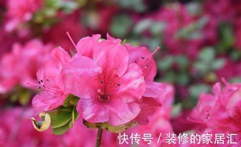 虞美人|养花试试这几款,芬芳文雅,是送给母亲的花