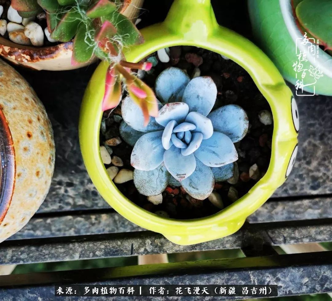 对多肉是发自内心的喜欢，心甘情愿被它们俘虏！