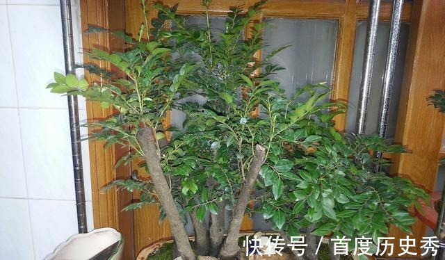 原来有钱人家都养这个花,镇宅,招财,这可是“帝王之木”!