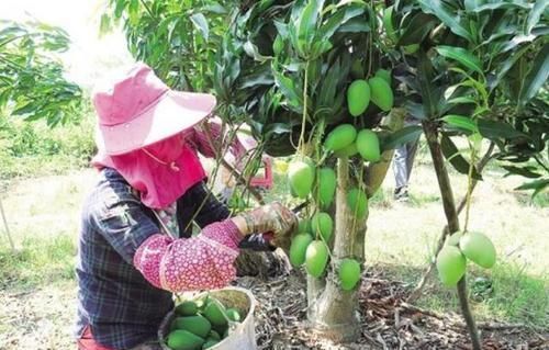 杨桃|宝宝1岁前不能吃的3种水果,宝妈要记牢,对孩子身体没好处