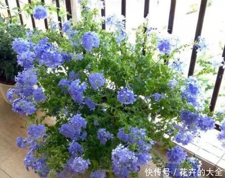 新手养花，就买3种“便宜又好养”的花，花期长、花朵多！