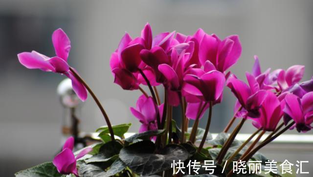 花杆|仙客来花杆“东倒西歪”,养护避免这2点,开花挺拔更漂亮
