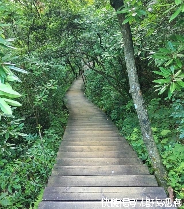 黄壤|天目山大树王国，全球仅存的五棵天目铁木都在这里