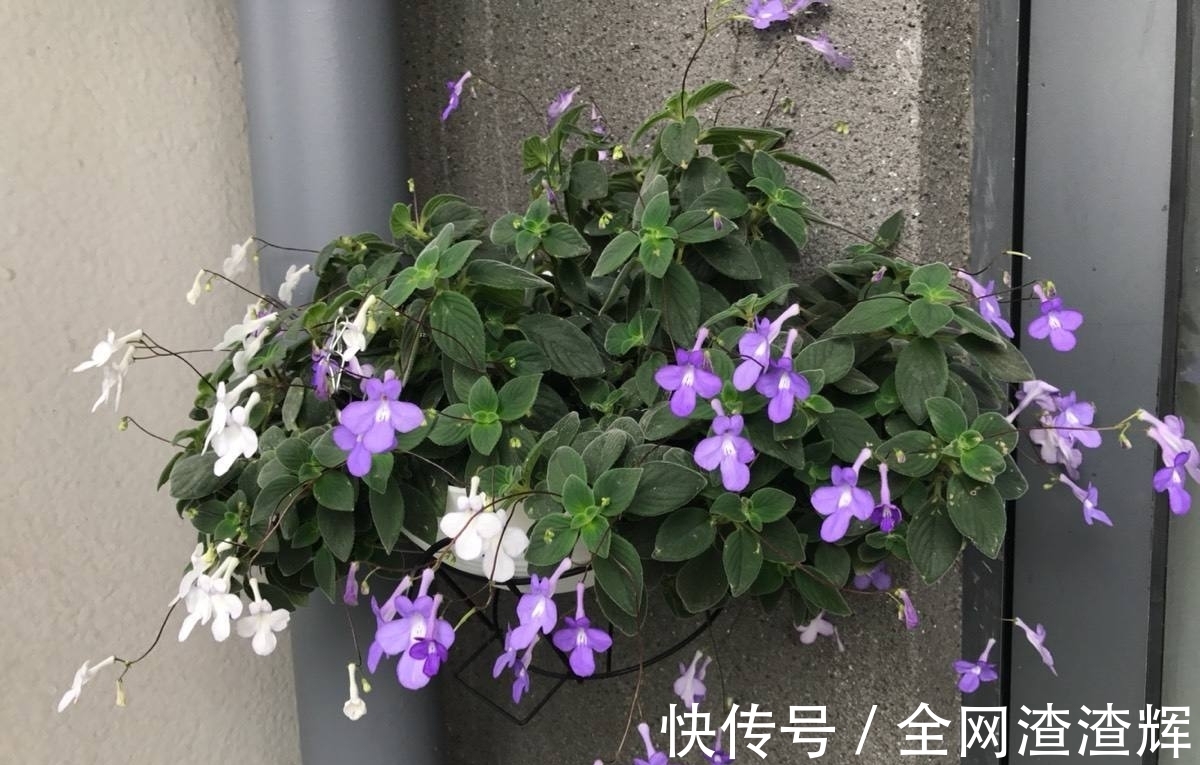 花盆里开出小海豚?养花做好这4点,一年四季都能赏花!