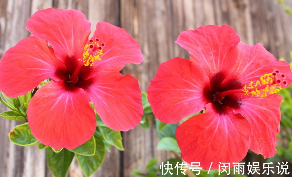 扶桑花|为了一盆花，家人关系彻底破裂，花有什么错？