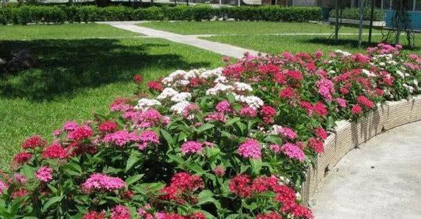 夏天在家养这几种花,耐旱耐热易养护,开出的花朵美观大方