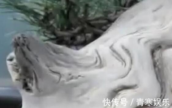 舍利|白骨森森,的舍利松树盆景图解,10图10个步骤,为大家解惑